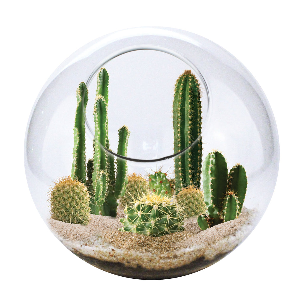 Mini Desert Collection Glass Terrarium Cacti Seed Starting Kit — product image 5