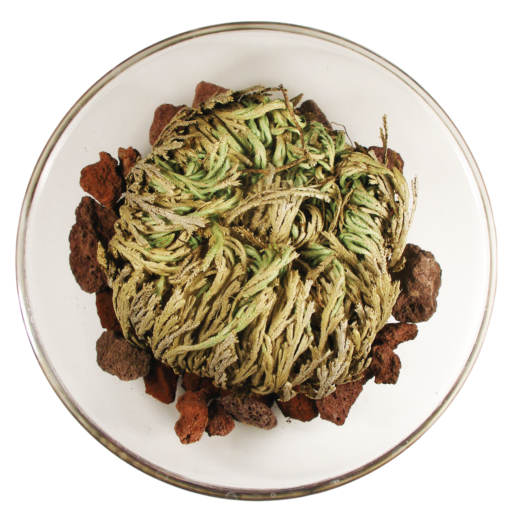 Resurrection Plant - Multipack of 3 — product image 3