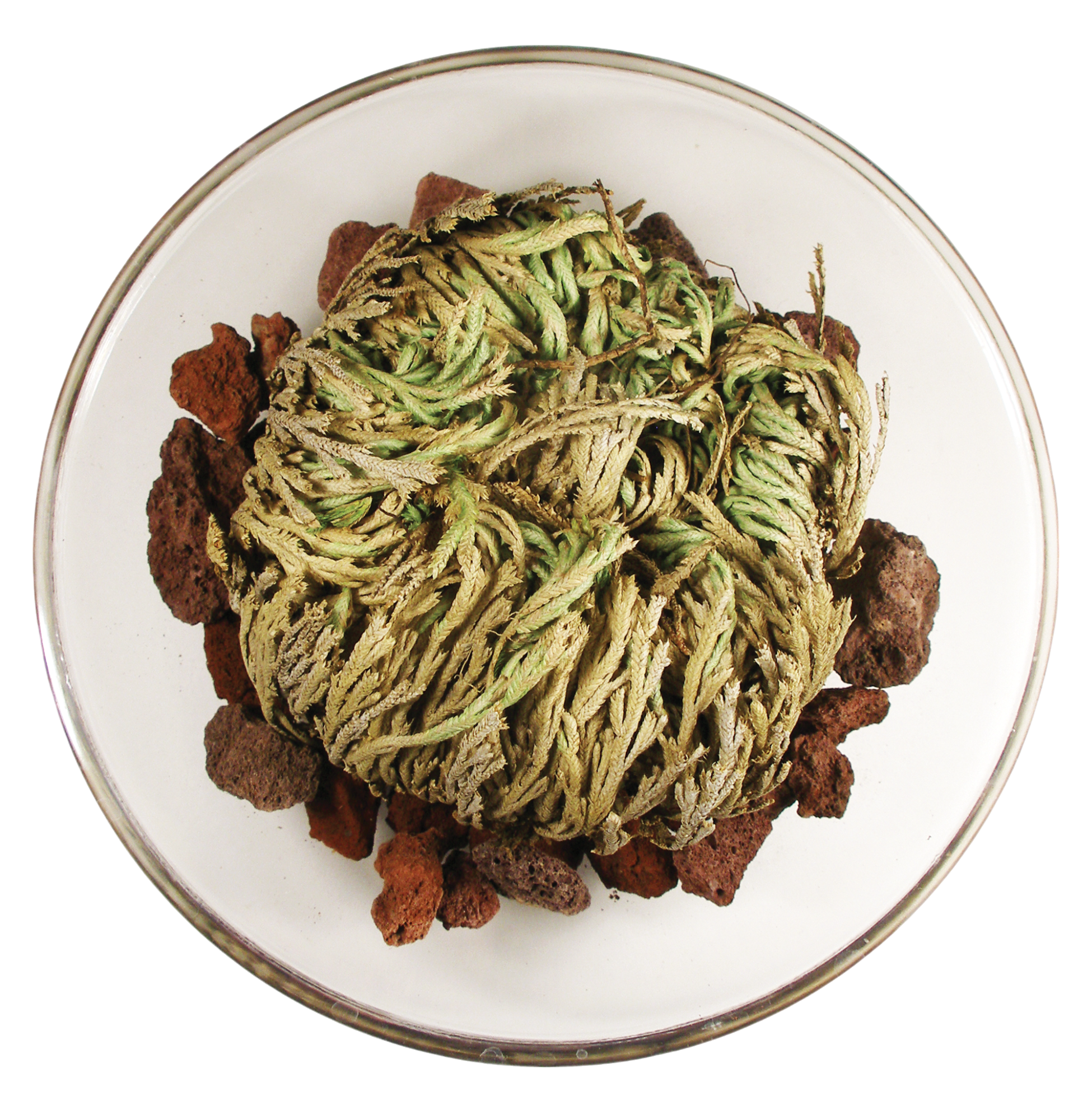Dinosaur Plant - Multipack of 3 — product image 3