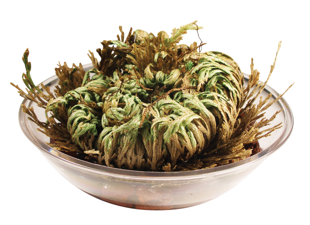 Resurrection Plant - Multipack of 3 — product image 4