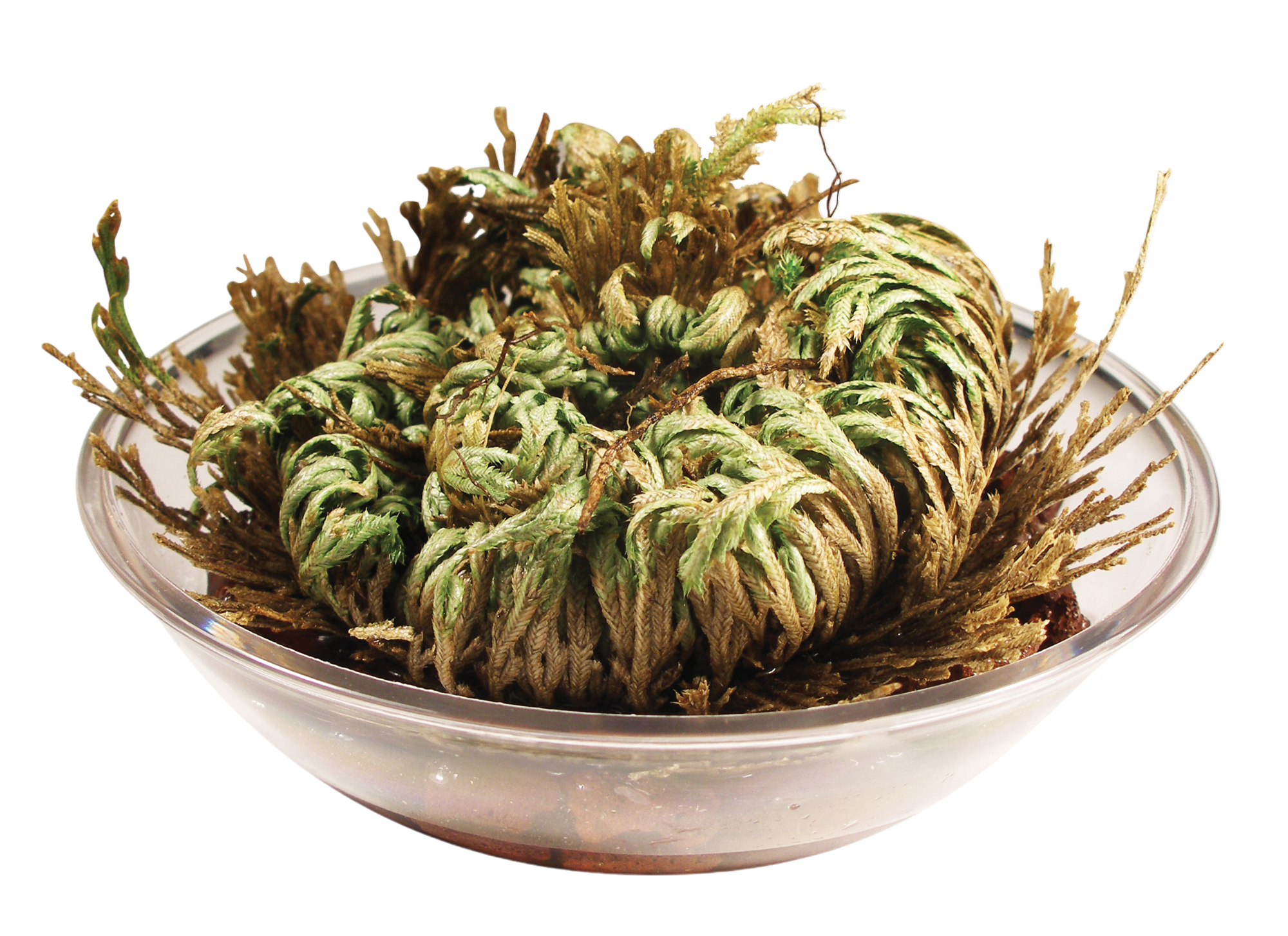 Resurrection Plant - Multipack of 3 — product image 4