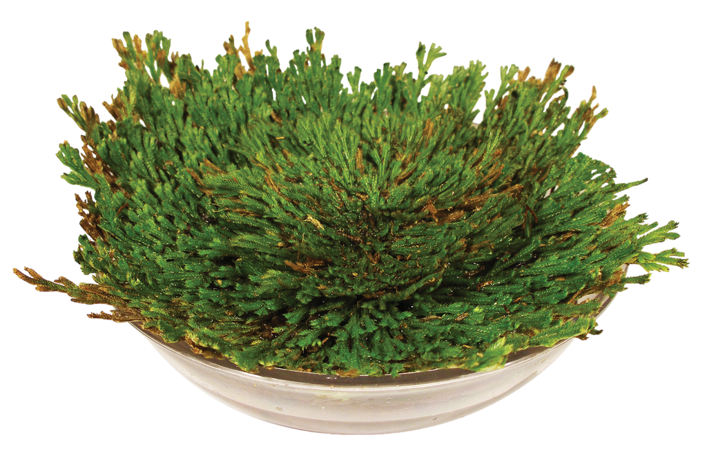 Dinosaur Plant - Multipack of 3 — product image 5