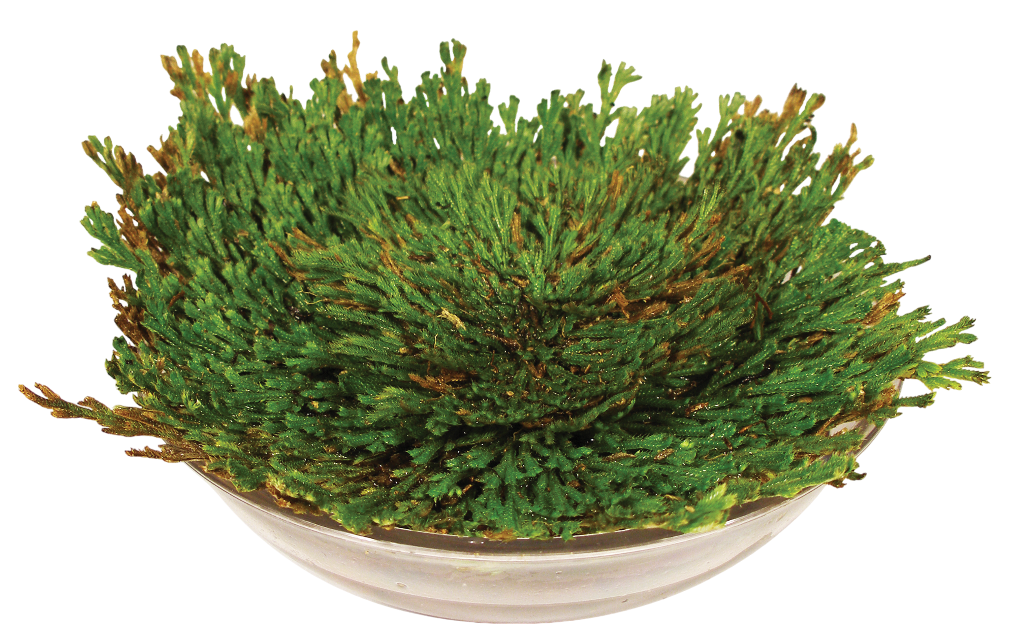 Dinosaur Plant - Multipack of 3 — product image 5