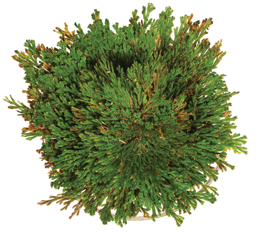 Resurrection Plant - Multipack of 3 — product image 6