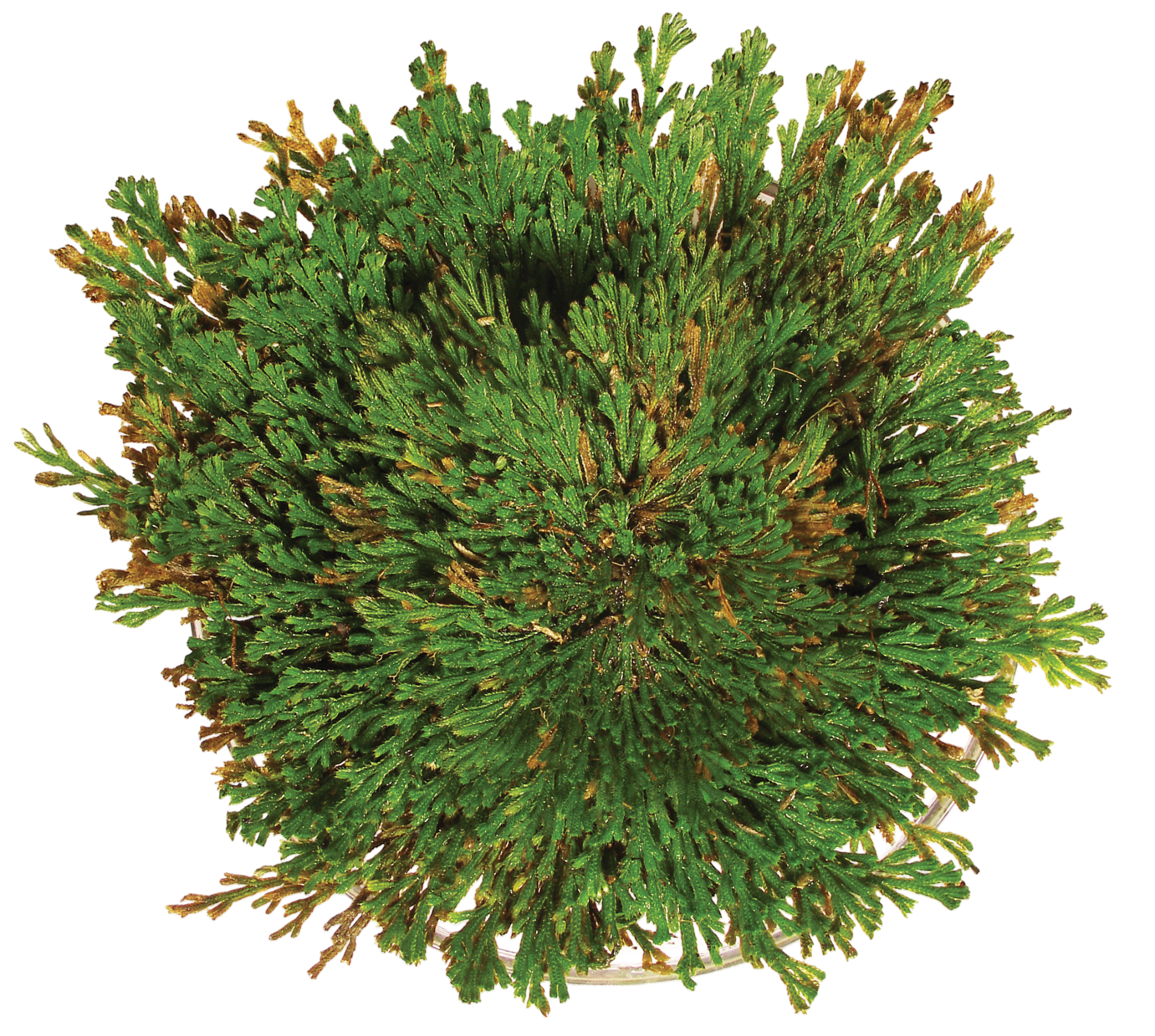 Dinosaur Plant - Multipack of 3 — product image 6