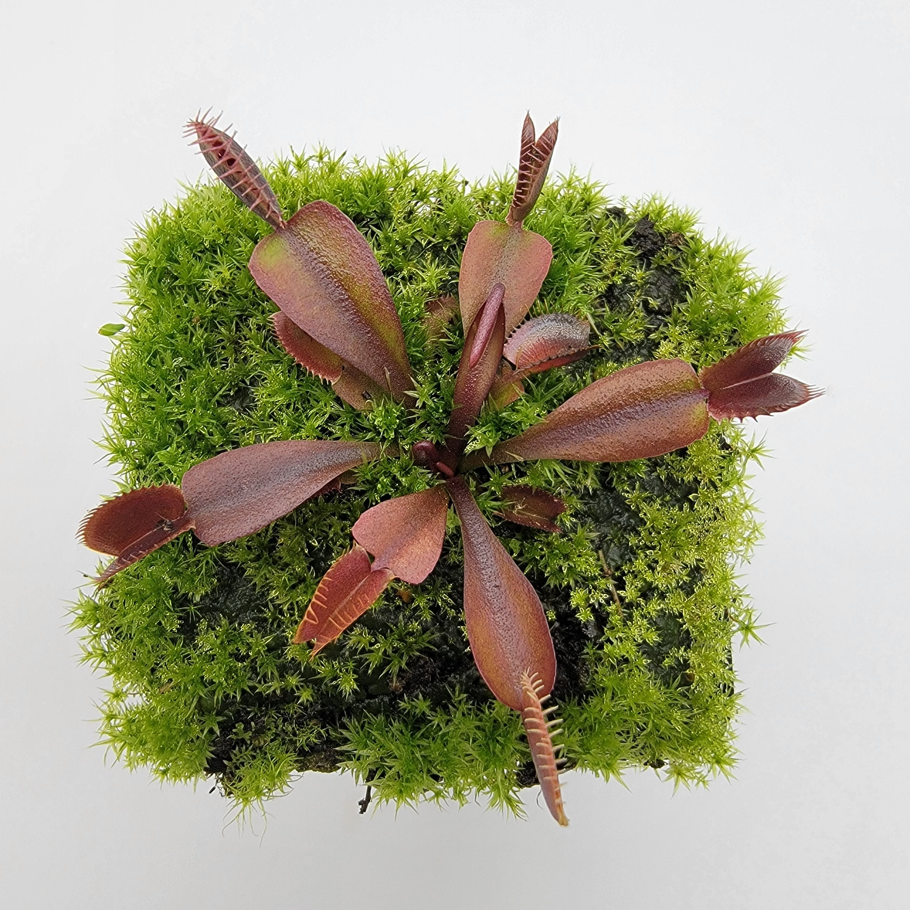 Venus flytrap (Dionaea muscipula) Red Shark Teeth live plant product image 2