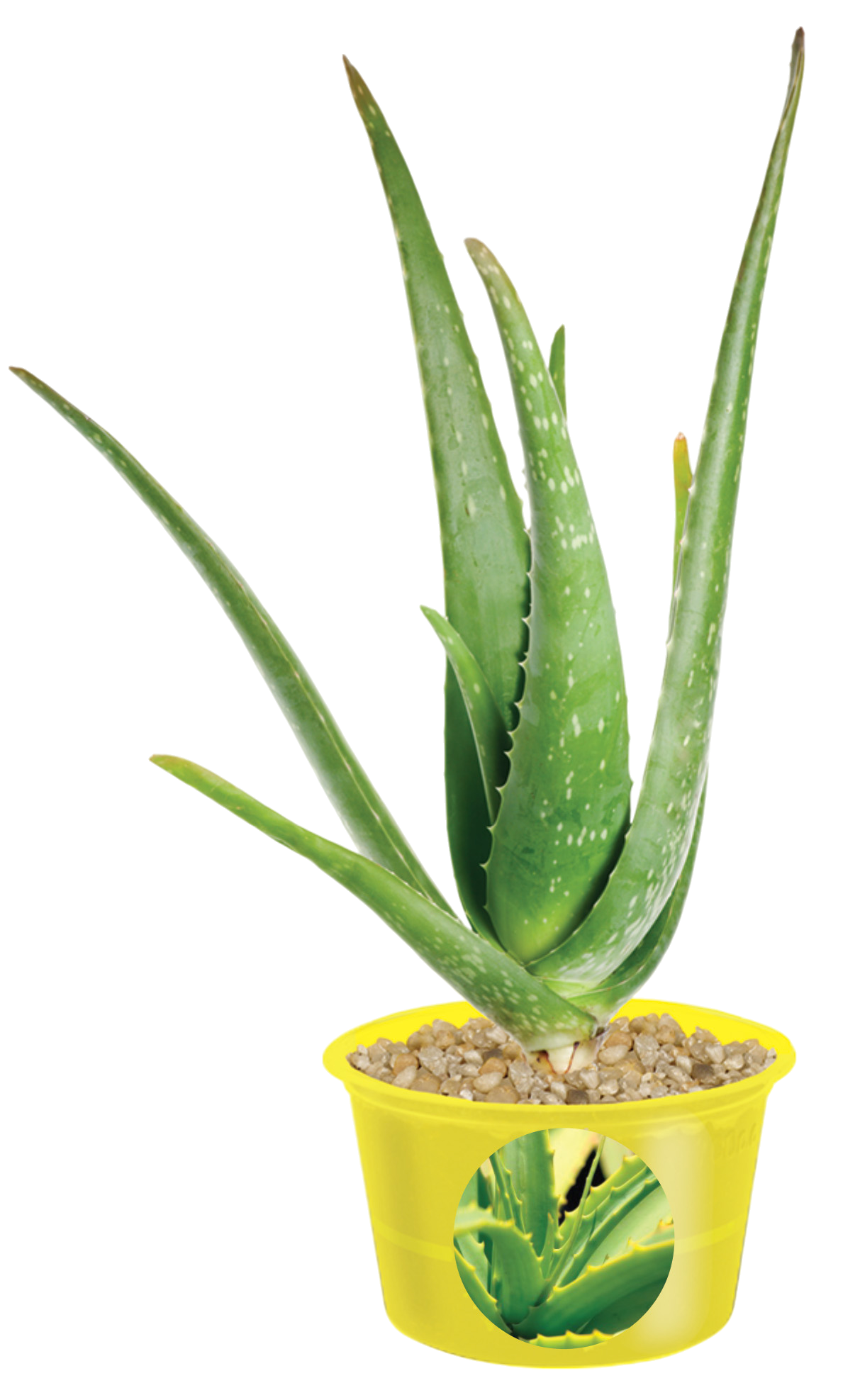 Eco Seed Sprouts Aunt Annie Aloe - Multipack of 5 product image 4