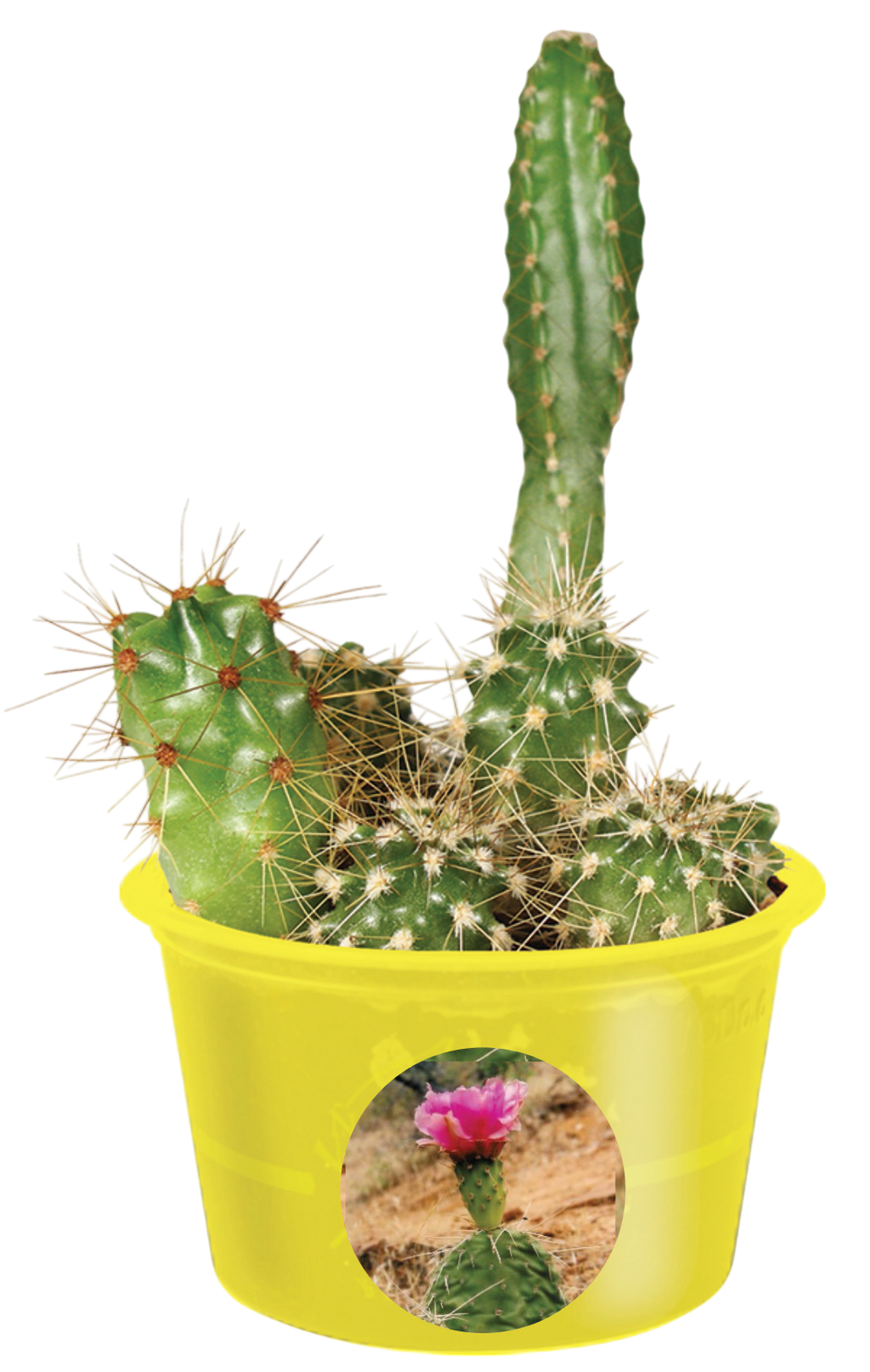 Eco Seed Sprouts Caring Carol Cactus - Multipack of 5 product image 3
