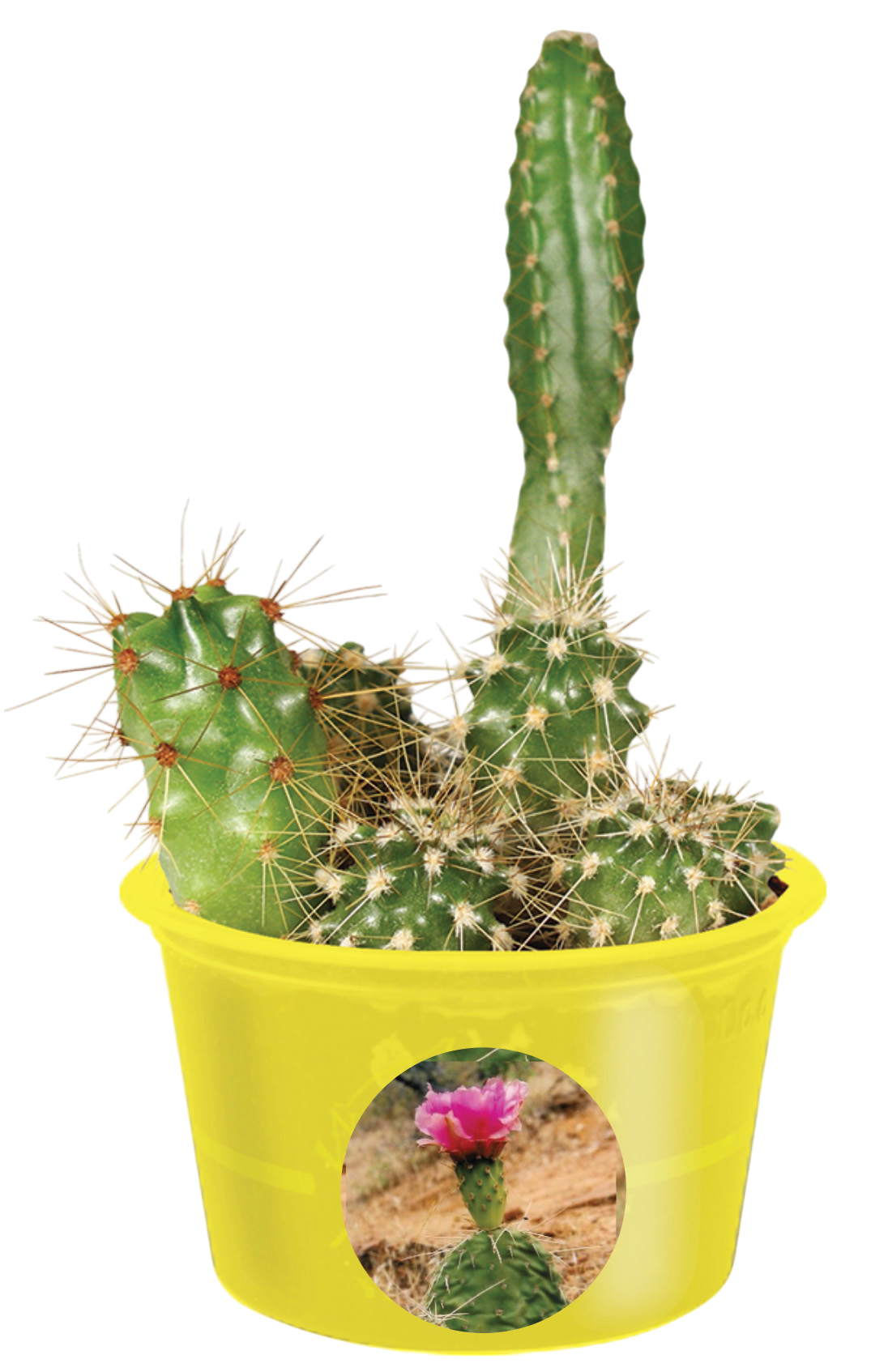Eco Seed Sprouts Caring Carol Cactus - Multipack of 5 product image 3