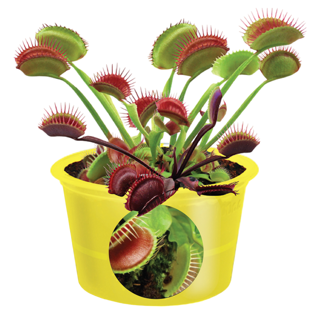 Eco Seed Sprouts 6 Variety Assortment Pack – 1 of Each product image 8