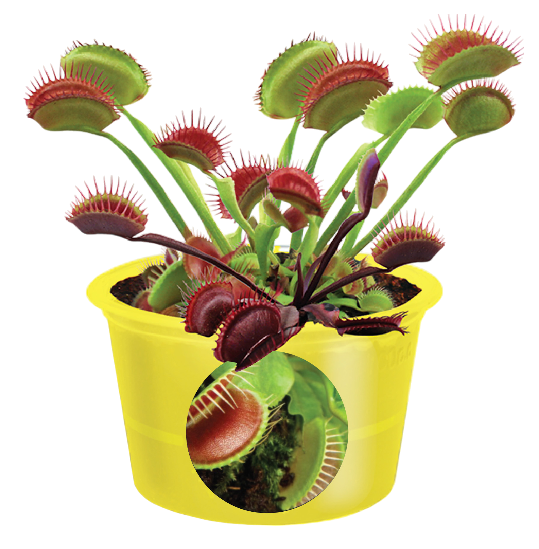 Eco Seed Sprouts Flytrap Ed - Multipack of 5 product image 3