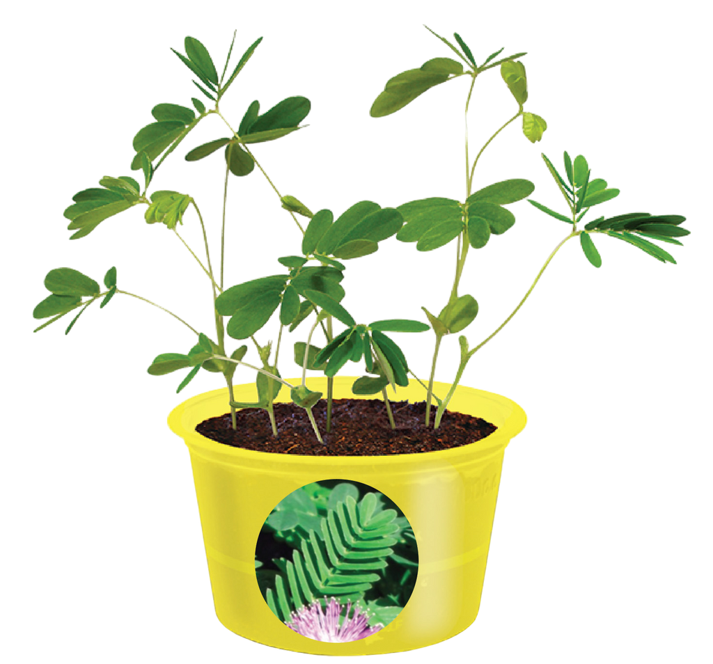 Eco Seed Sprouts 6 Variety Assortment Pack – 1 of Each product image 10