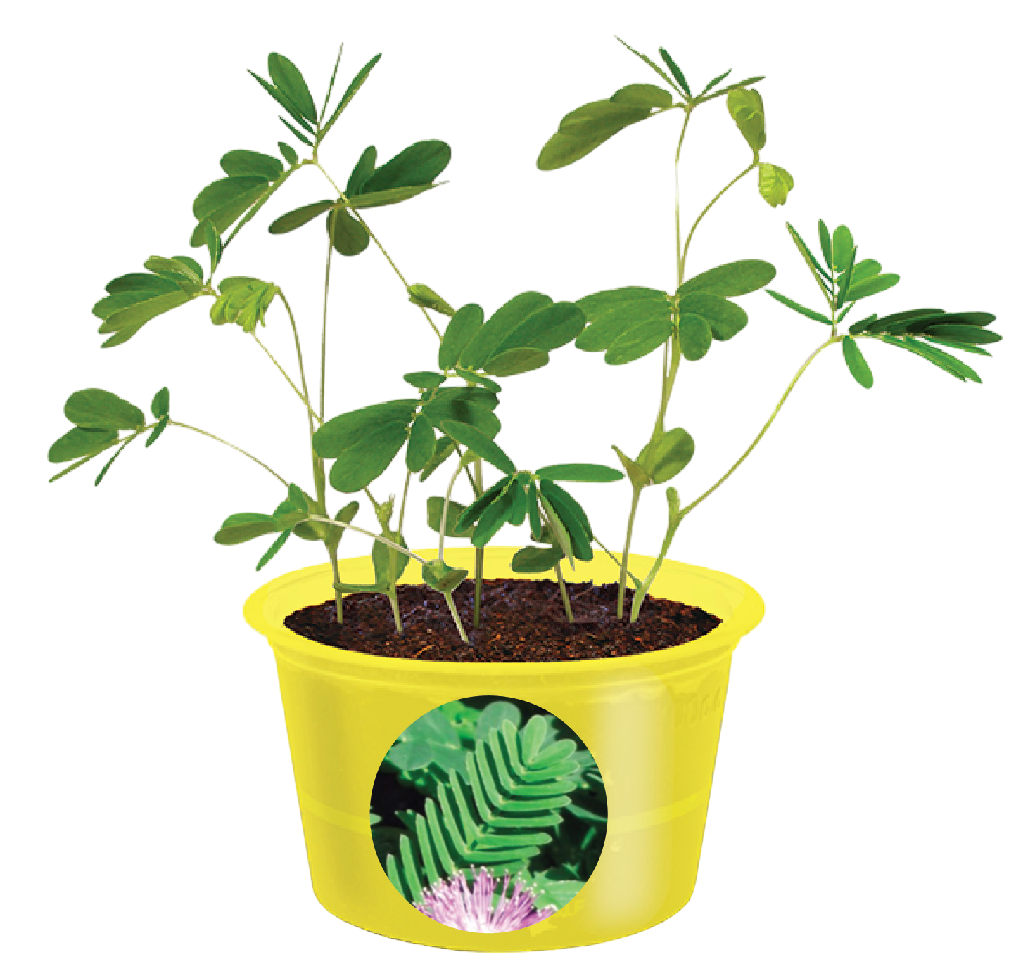 Eco Seed Sprouts 6 Variety Assortment Pack – 1 of Each product image 10