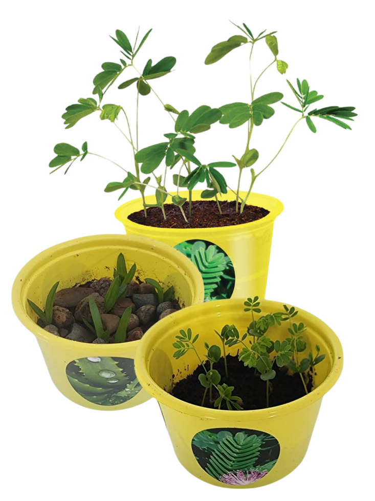 Eco Seed Sprouts 6 Variety Assortment Pack – 1 of Each product image 2