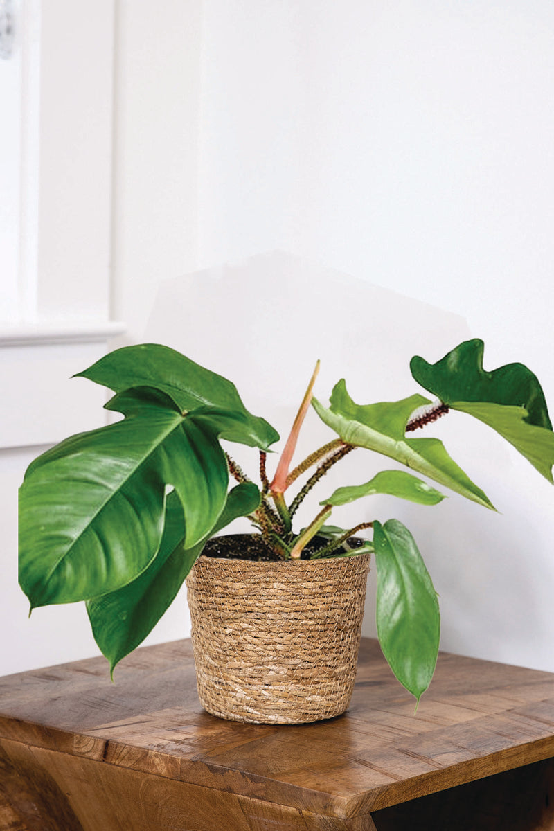 Prismacolor Emerald Ripcurl Philodendron product image 1