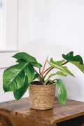 Prismacolor Emerald Ripcurl Philodendron product image 1