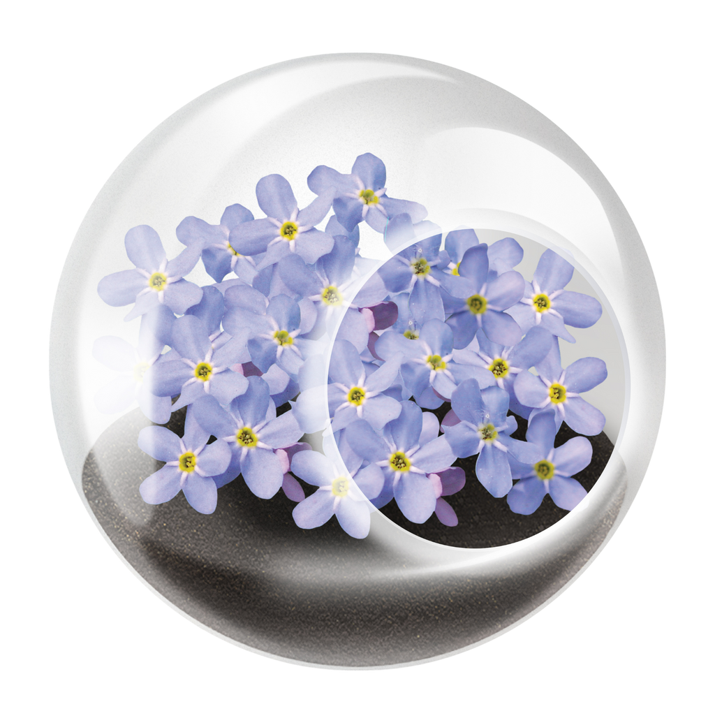 Flowering Tiny Terrariums Bundle - 1 each of 6 Varieties — product image 2