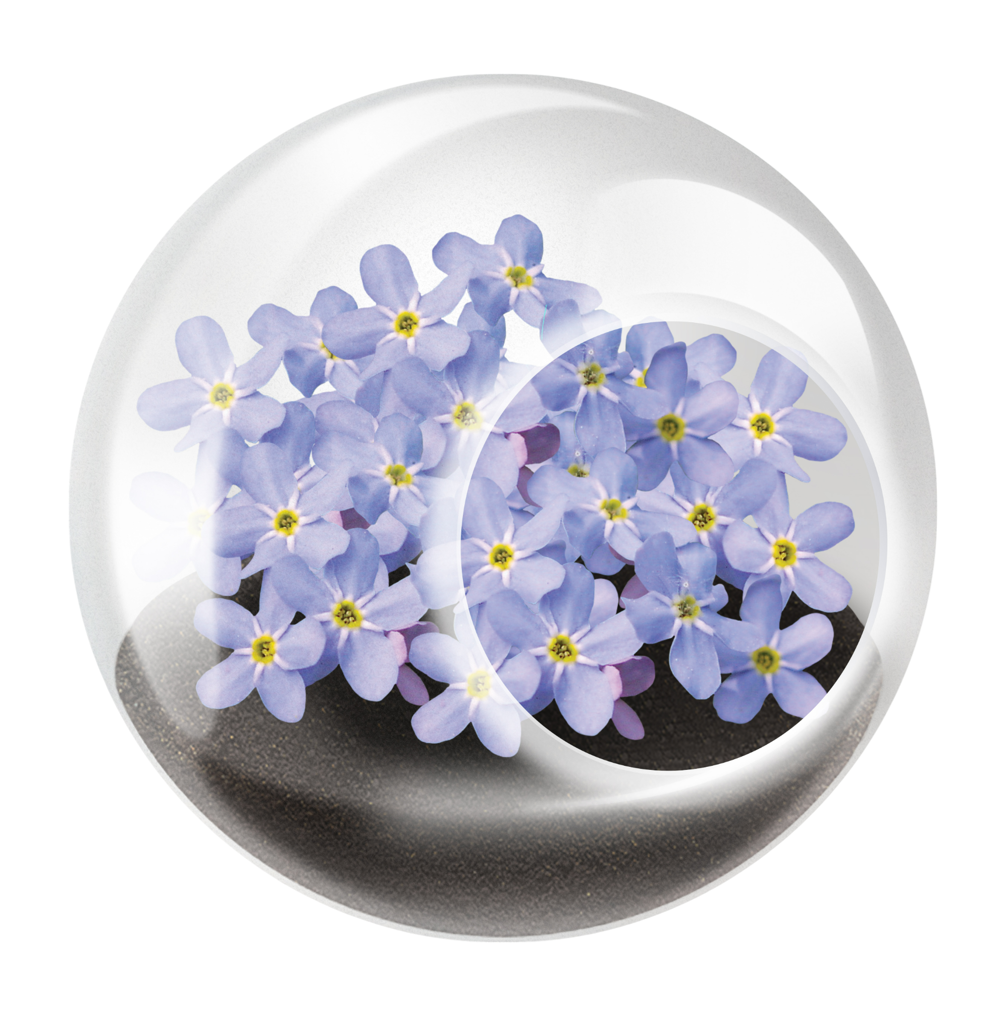 Flowering Tiny Terrariums Bundle - 1 each of 6 Varieties — product image 2