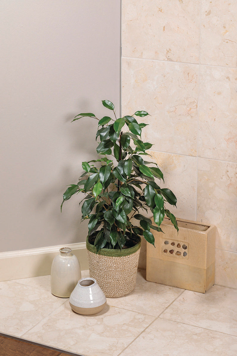 Cling-On Danielle Ficus benjamina product image 3