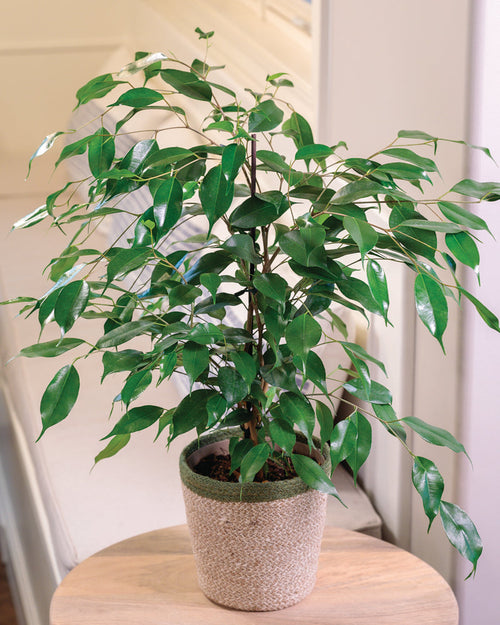 Cling-On Danielle Ficus benjamina product image 1