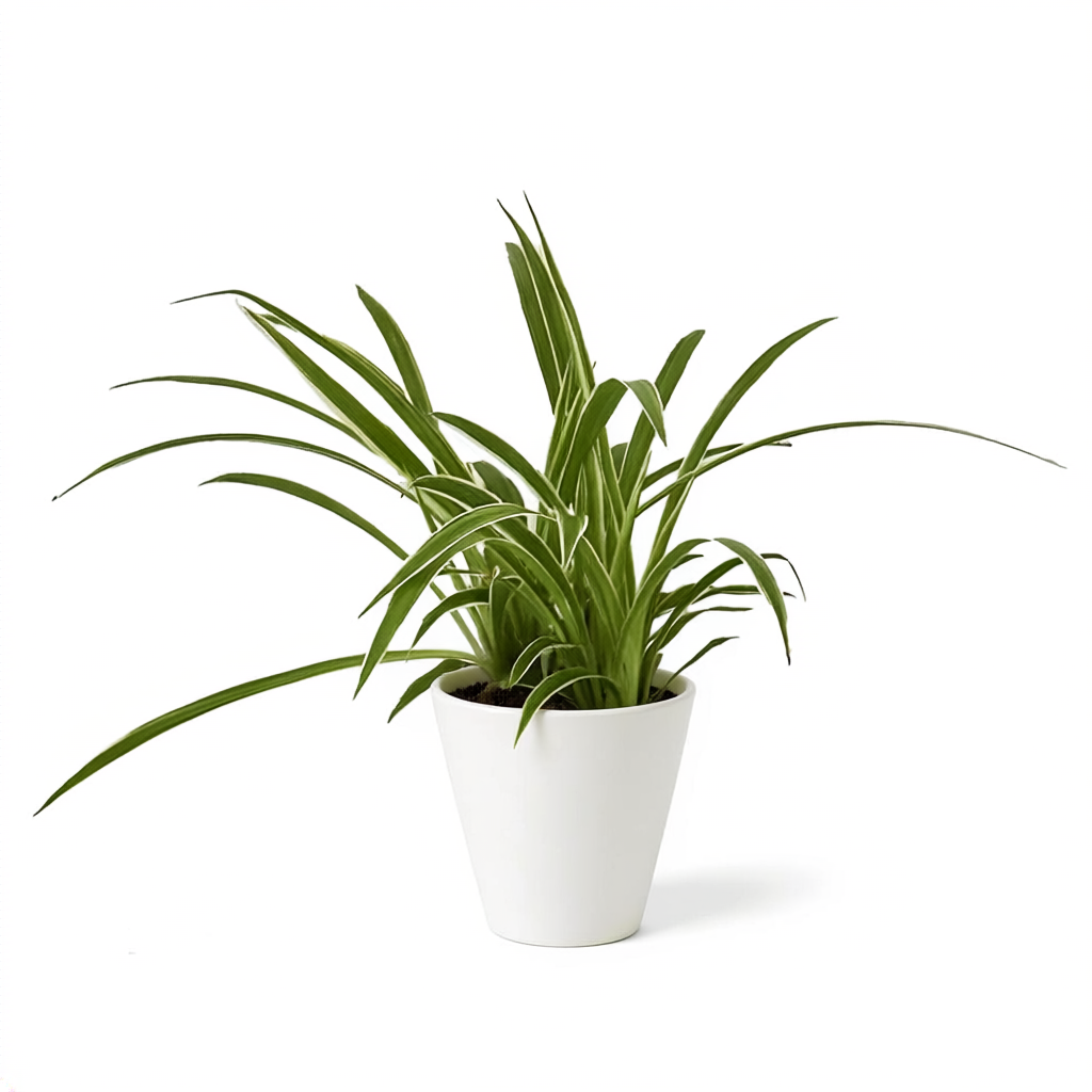 Urban Arches Pixie Punk spider plant product image 1