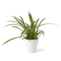 Urban Arches Pixie Punk spider plant product image 1