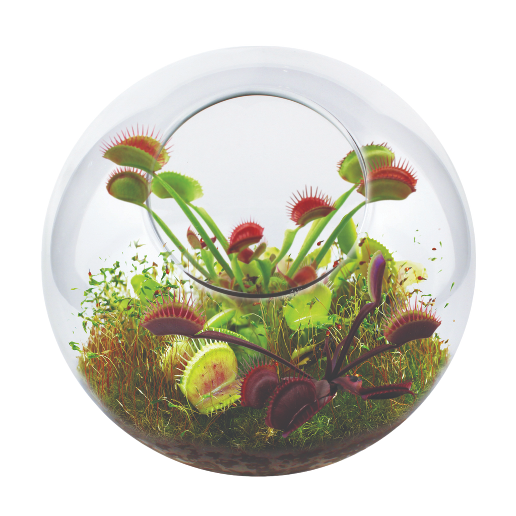 Flytrap Garden Glass Terrarium Seed Starting Kit product image 2