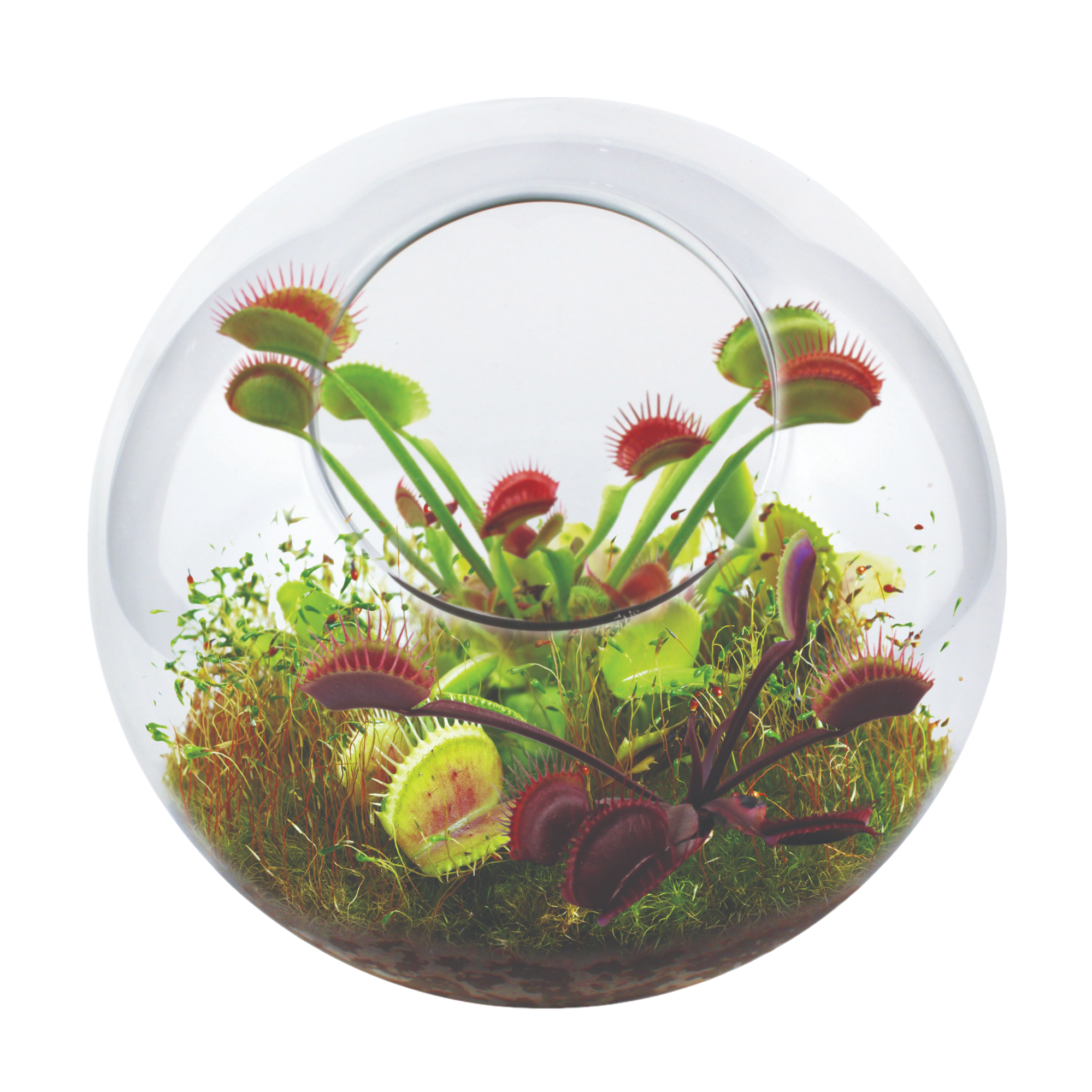 Flytrap Garden Glass Terrarium Seed Starting Kit product image 2