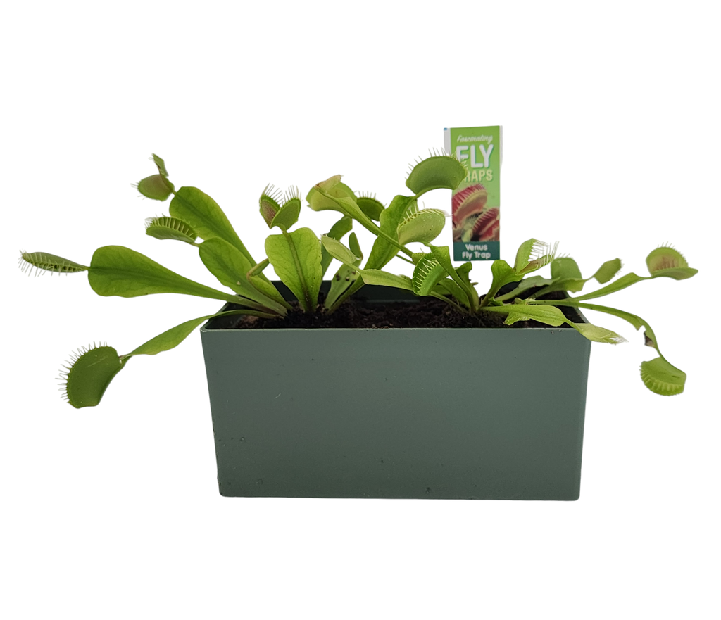 Venus Fly Trap Seed Square Terrarium product image 6