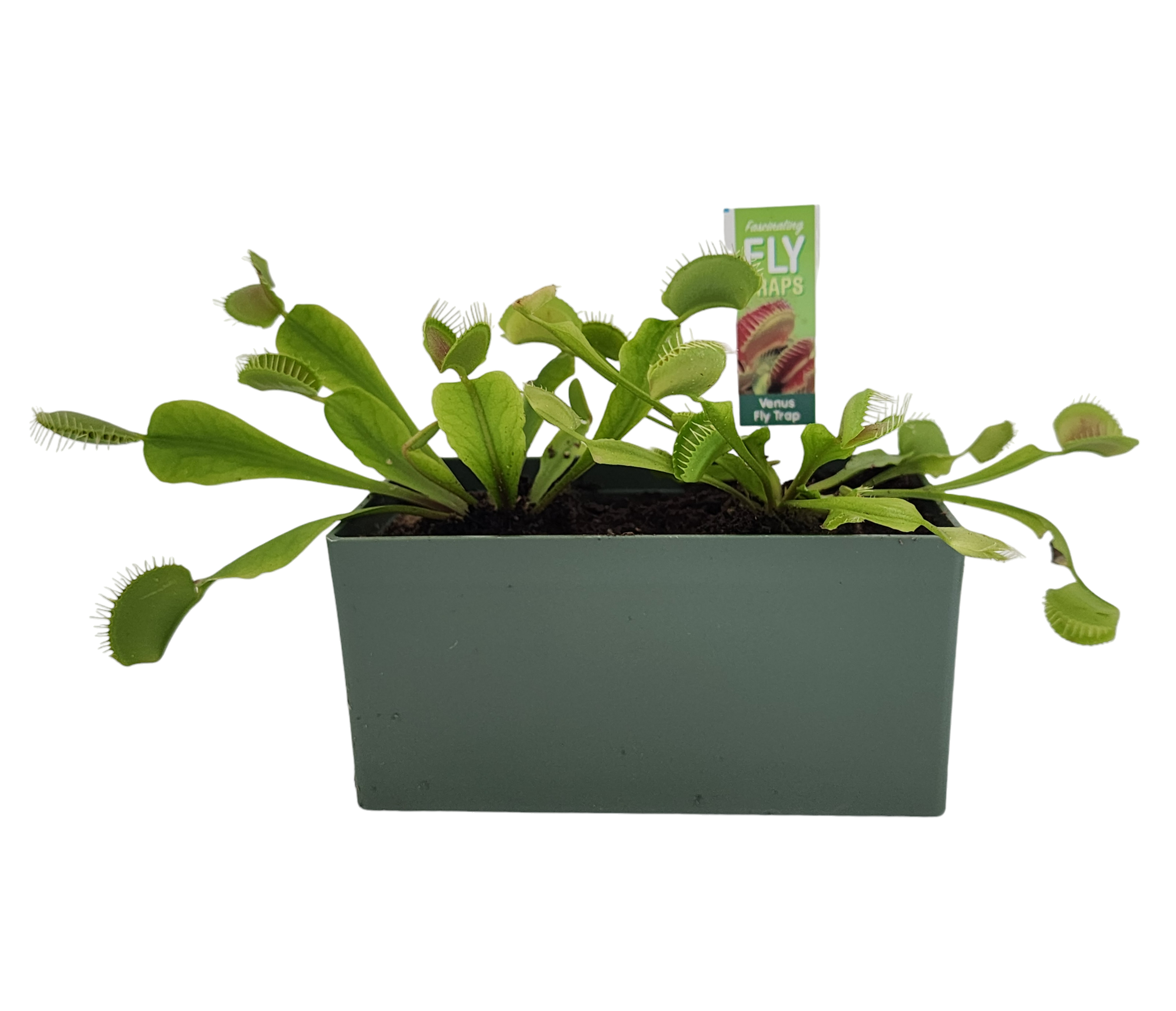 Venus Fly Trap Seed Square Terrarium product image 6
