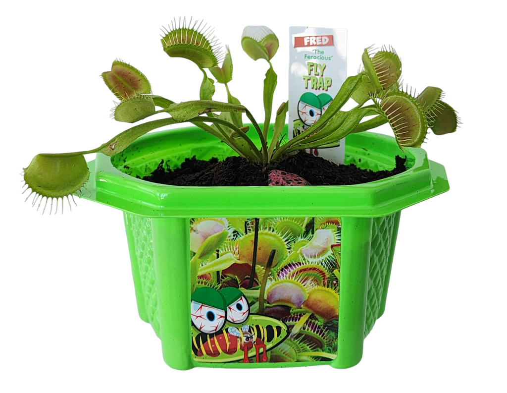 Fred 'The Ferocious' Flytrap Micro Dome Terrarium product image 3