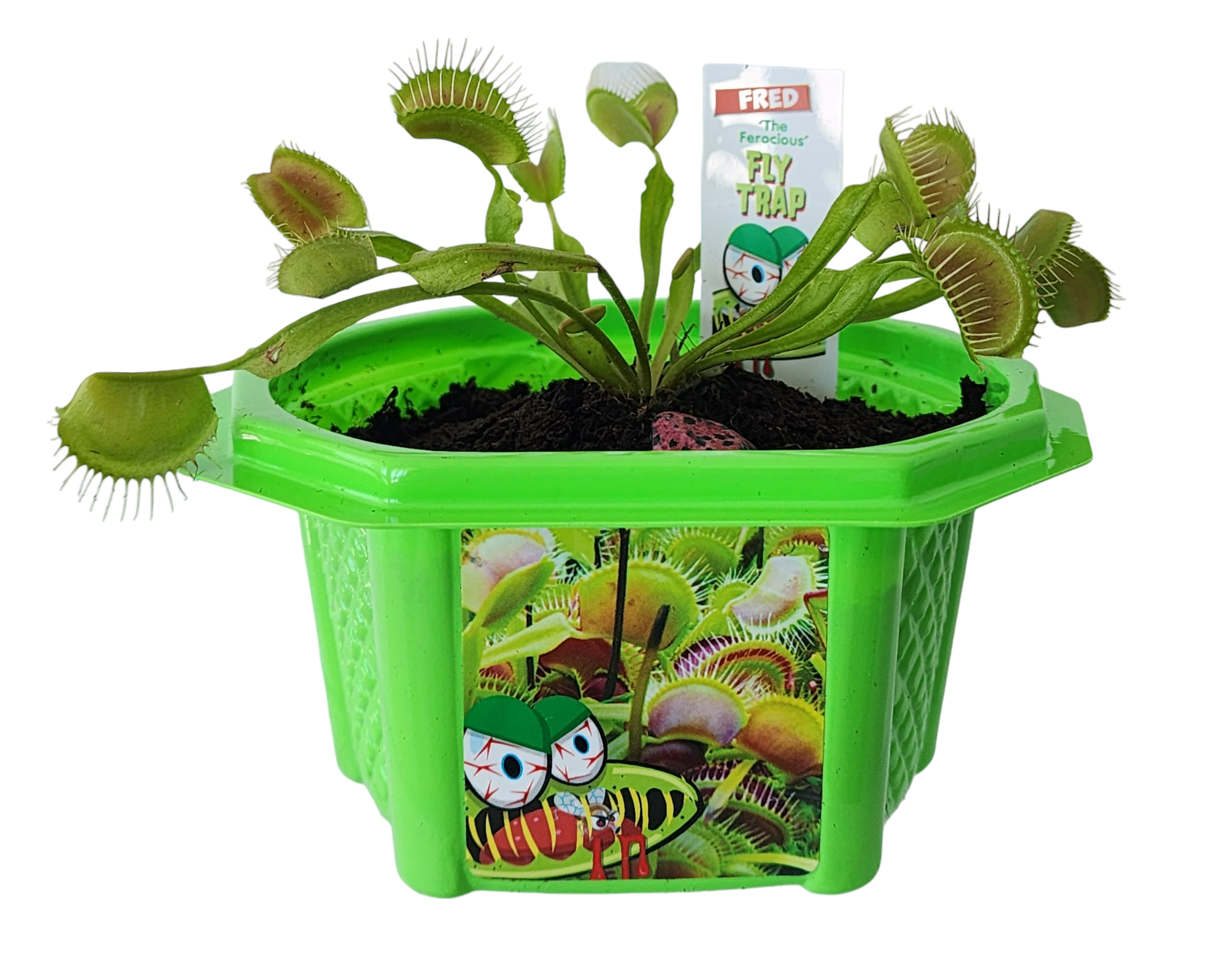 Fred 'The Ferocious' Flytrap Micro Dome Terrarium product image 3