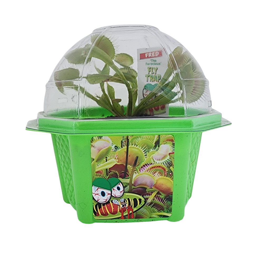 Fred 'The Ferocious' Flytrap Micro Dome Terrarium product image 5
