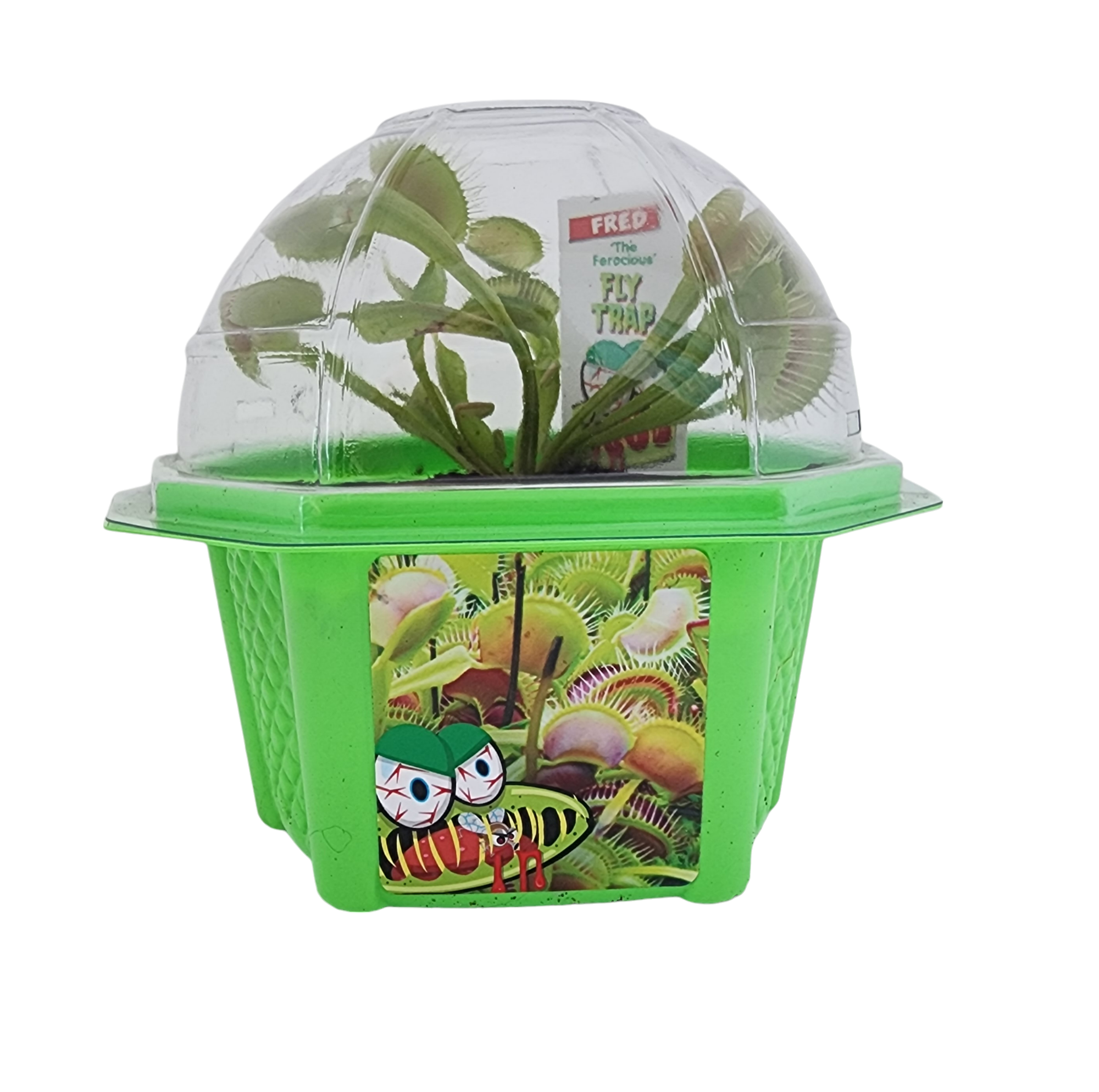 Fred 'The Ferocious' Flytrap Micro Dome Terrarium product image 5