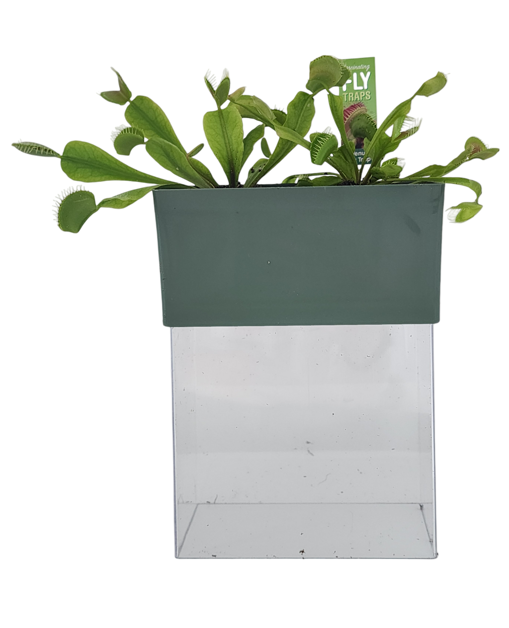 Venus Fly Trap Seed Square Terrarium product image 7