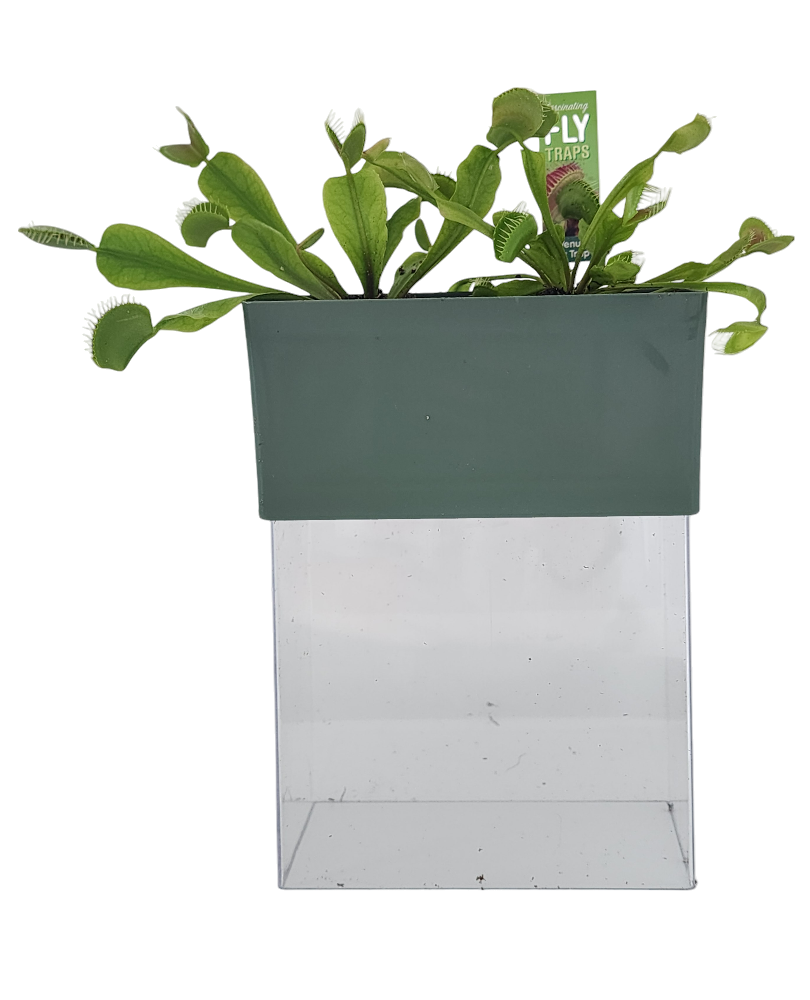 Venus Fly Trap Seed Square Terrarium product image 7