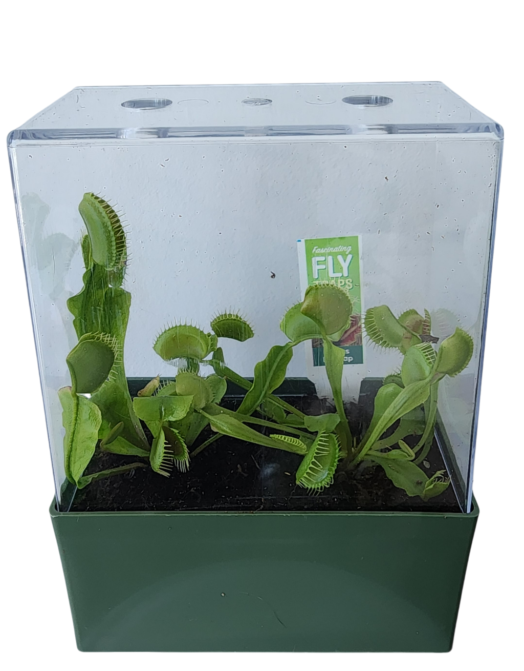 Venus Fly Trap Seed Square Terrarium product image 2