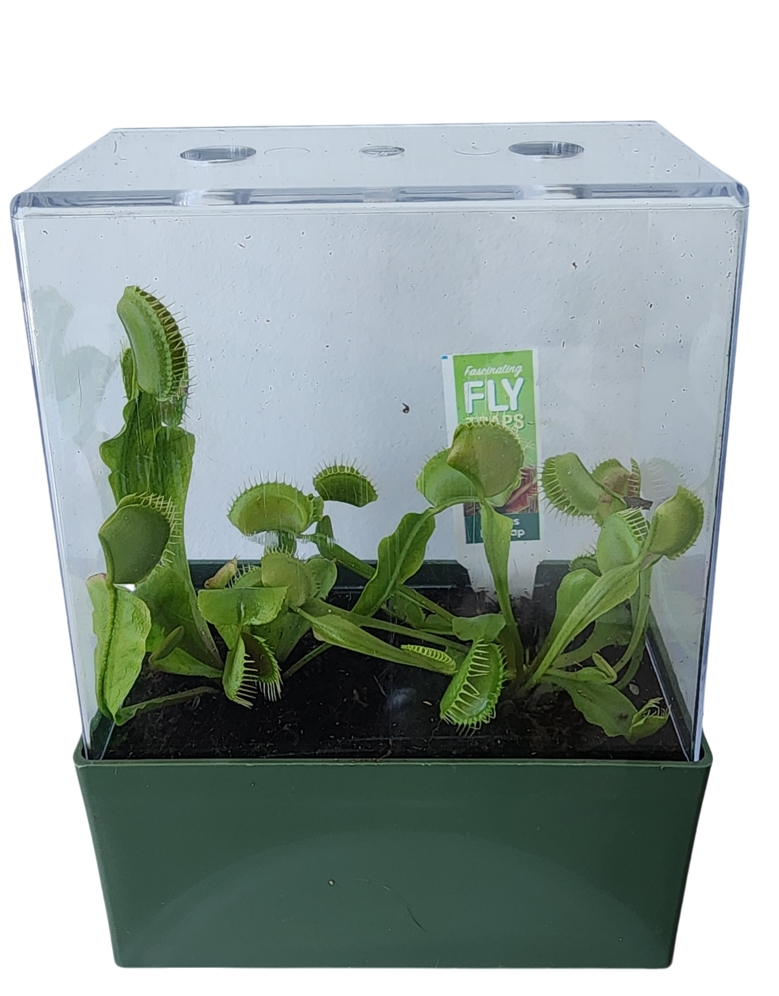 Venus Fly Trap Seed Square Terrarium product image 2