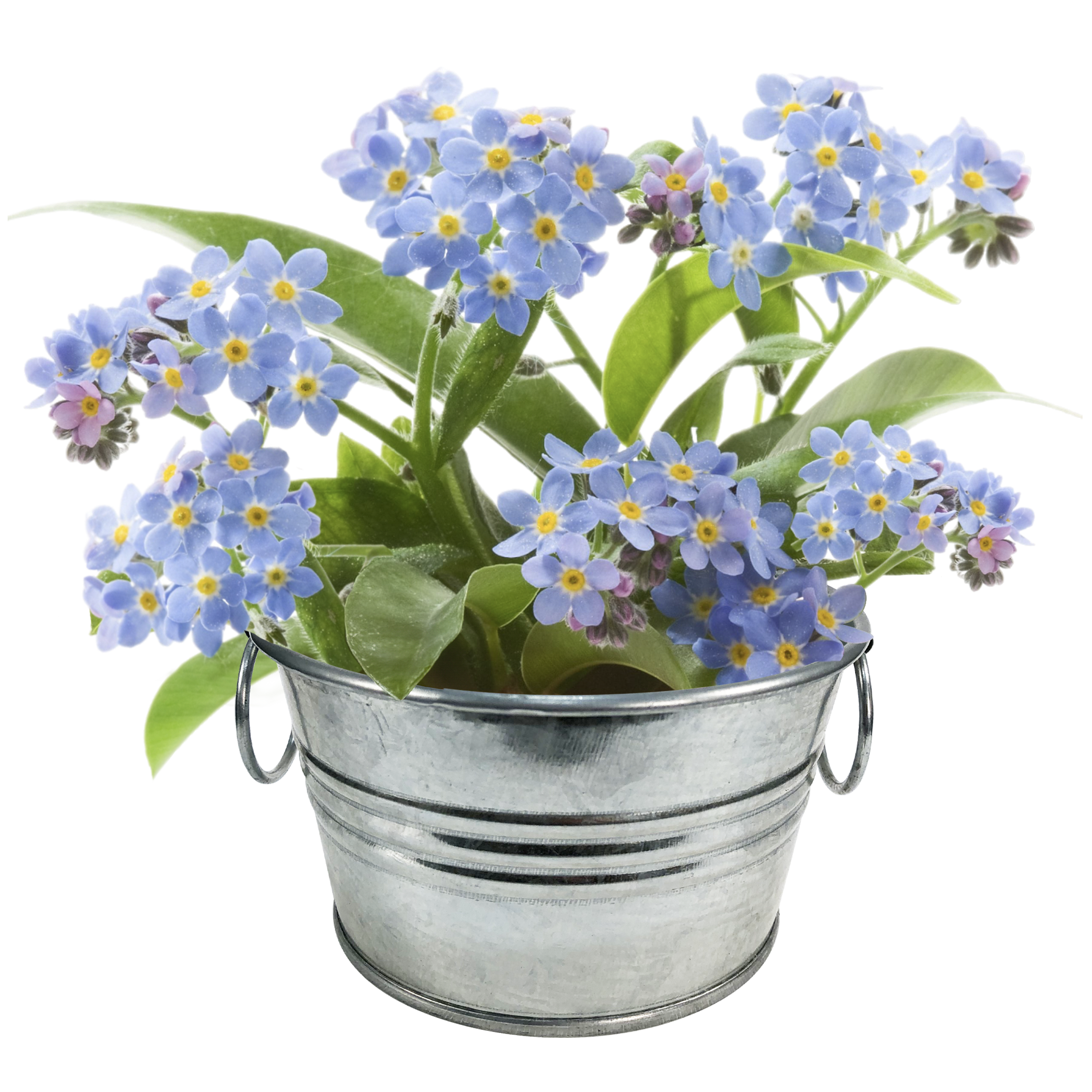 Lil' Bucket of Love - Grow Your Own Forget-Me-Nots Multipack of 3 — product image 5