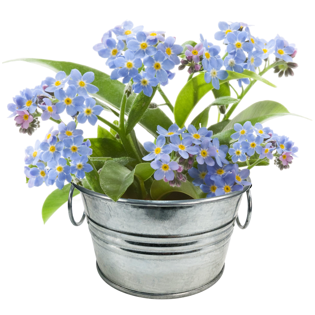 Flowering Tin Garden Variety Pack - 1 Each of 3 Varieties product image 3