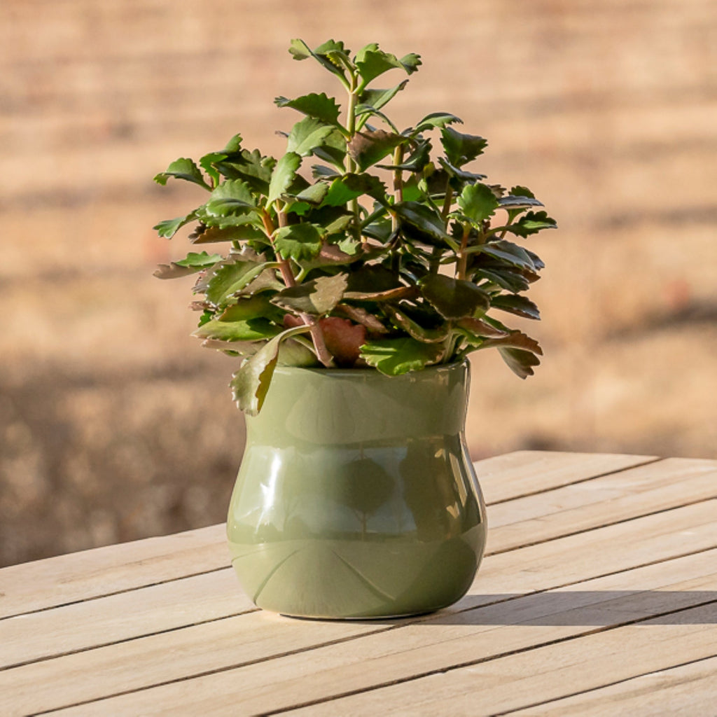 Ceramic Plant Pot with Rubber Liner - Forest Green product image 5