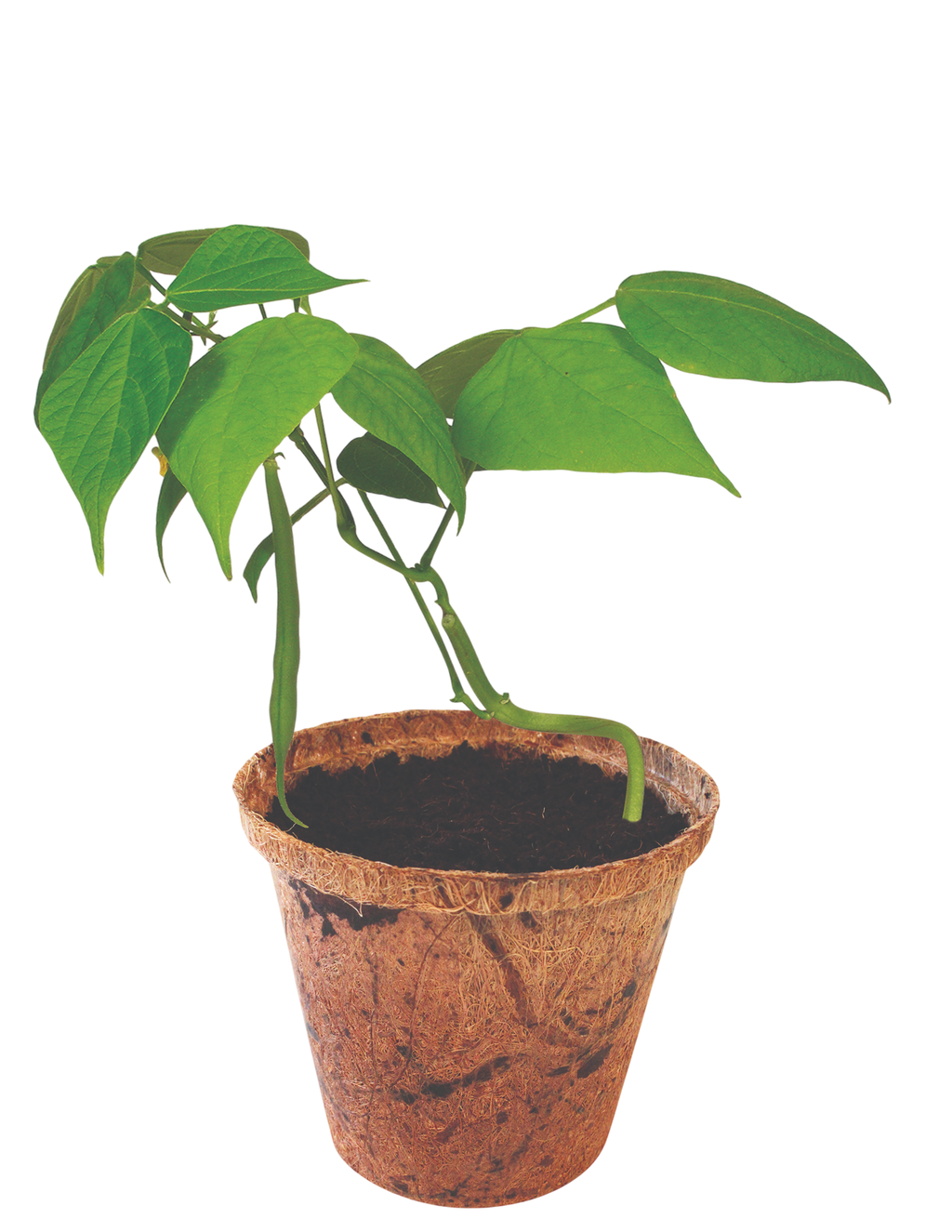 Green Bush Beans Plant-It-Starters - Multipack of 4 product image 2