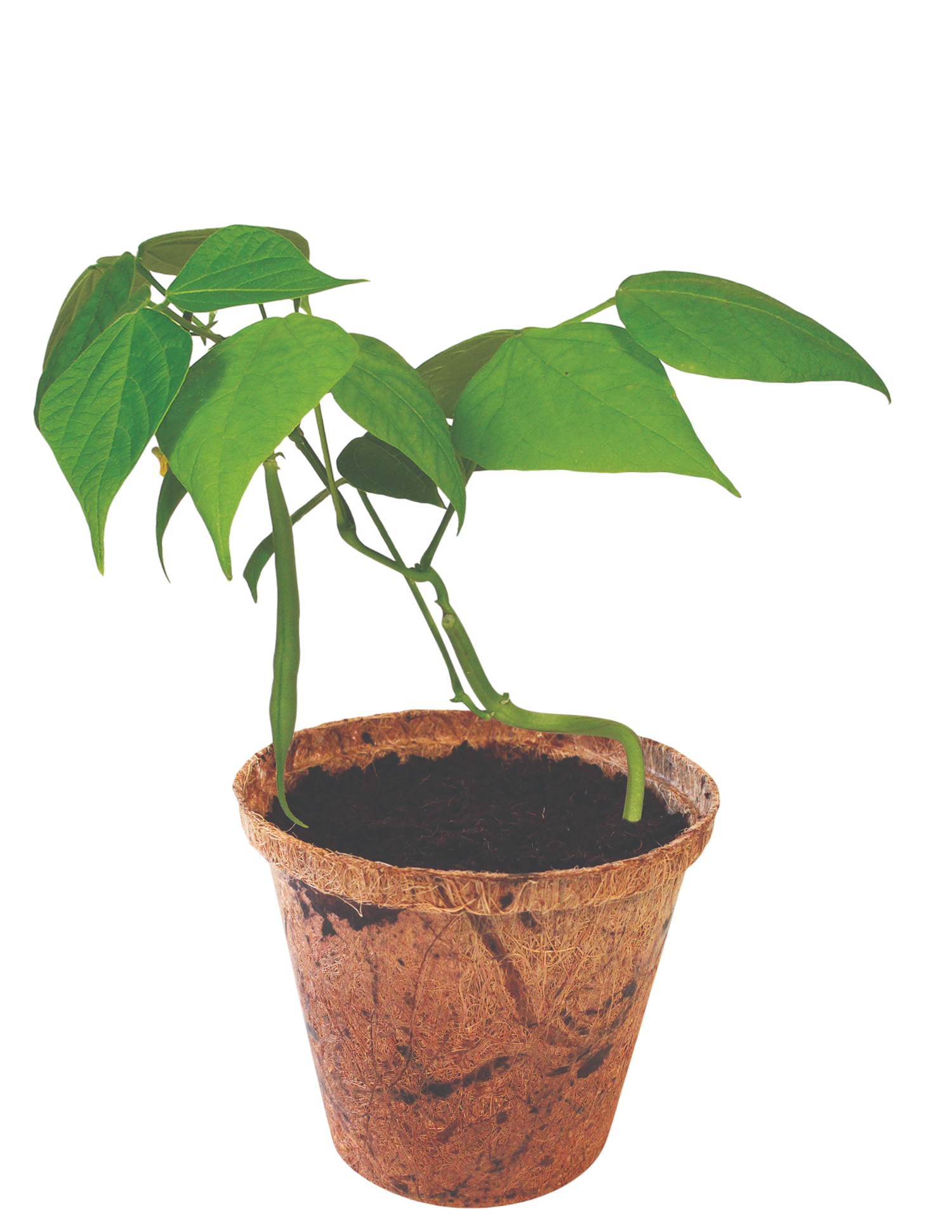 Green Bush Beans Plant-It-Starters - Multipack of 4 product image 2