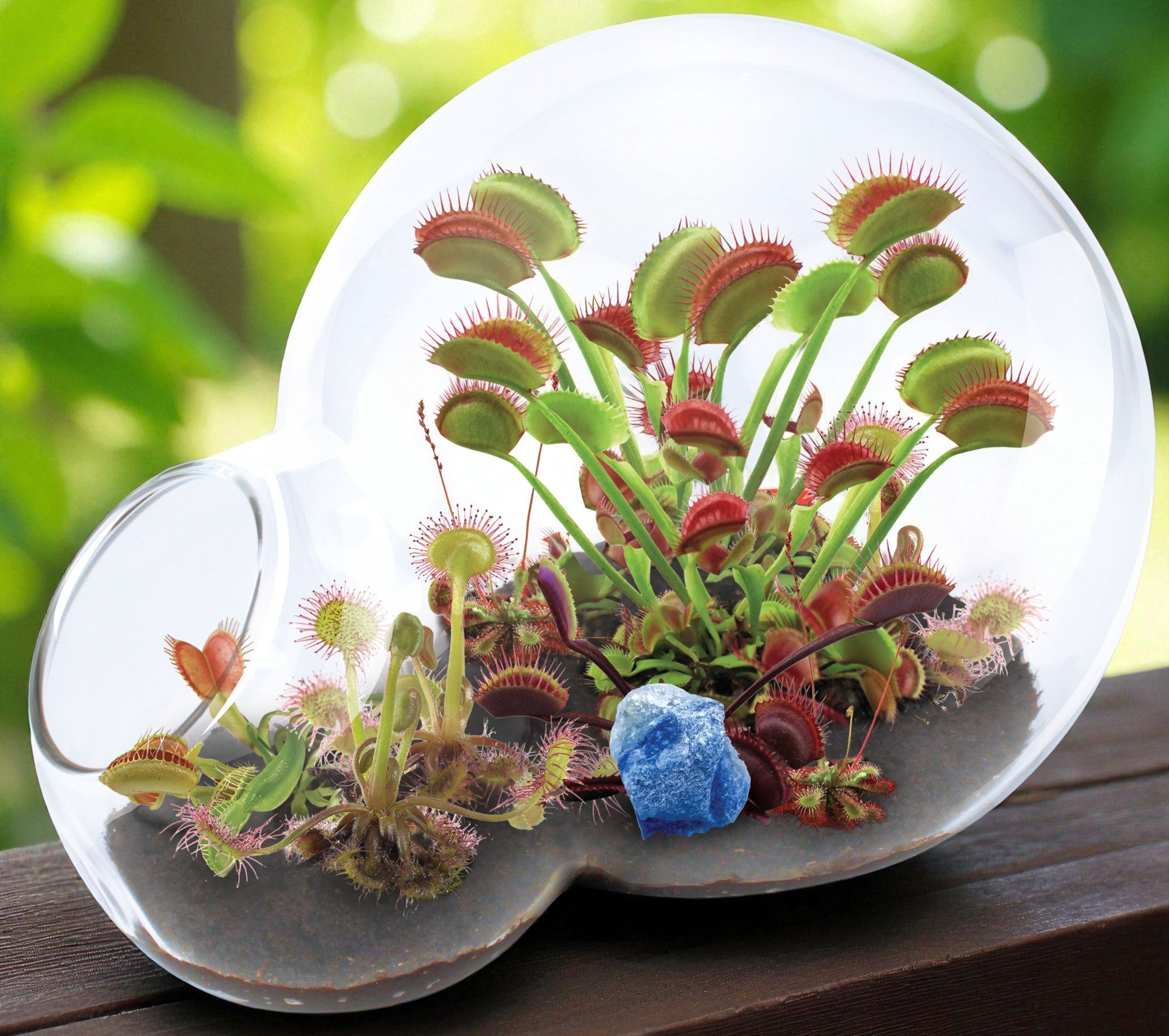 Carnivorous Growarium Meat-Eating Seed Terrarium Kit product image 4