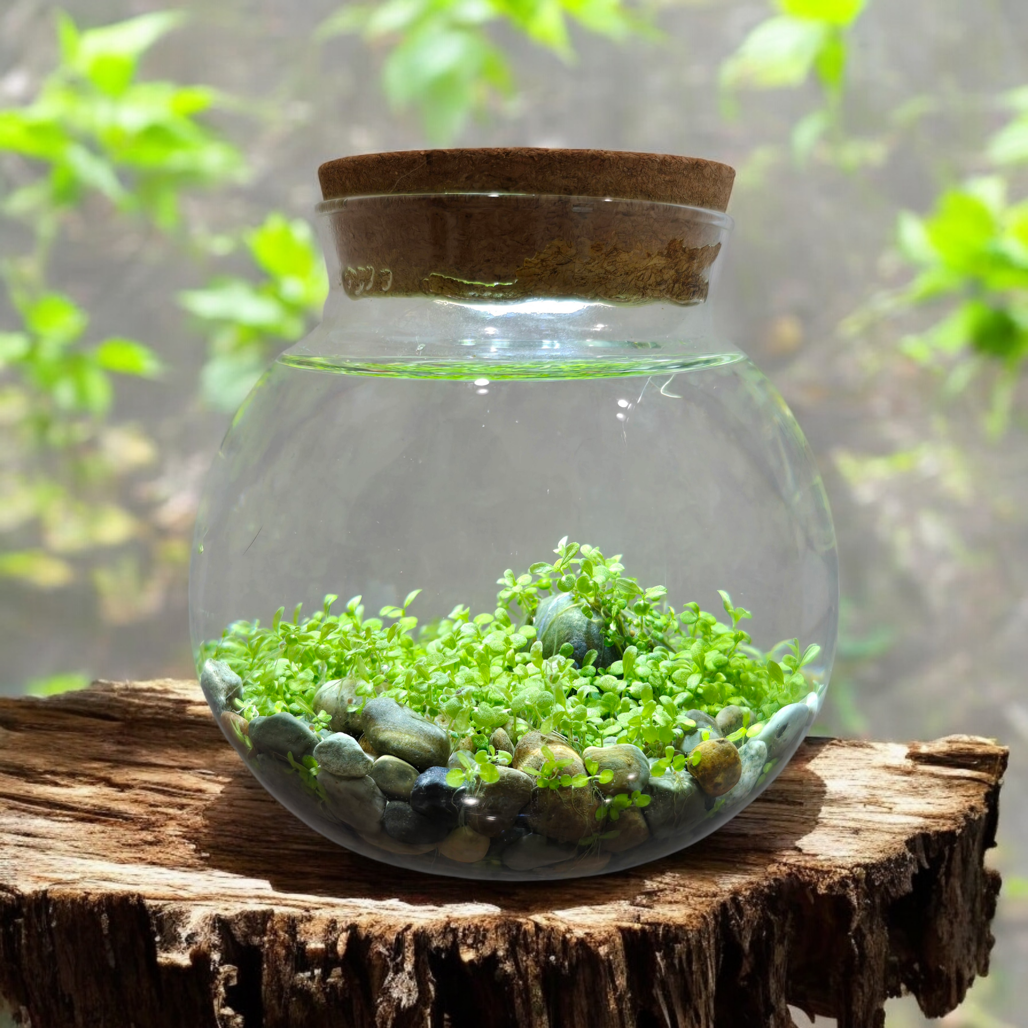 WaterPlants- Grow Lush Aquatic Plants from Seed! Thrives With Minimal Care — product image 2