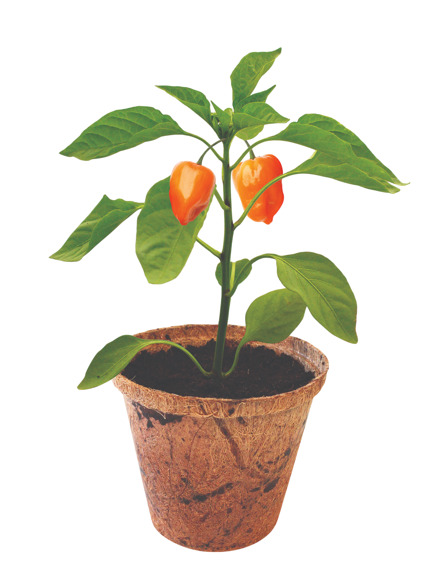 Hot Peppers Plant-It-Starters - Multipack of 4 product image 2