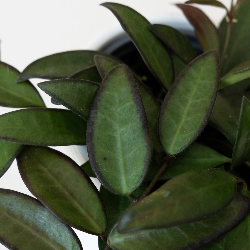 Endless Cascades® Adrift™ live houseplant product image 2