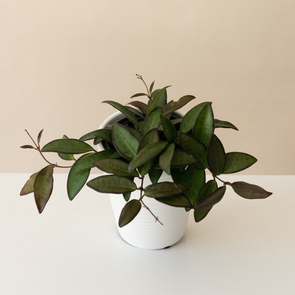 Endless Cascades® Adrift™ live houseplant product image 1