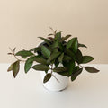 Endless Cascades® Adrift™ live houseplant product image 1