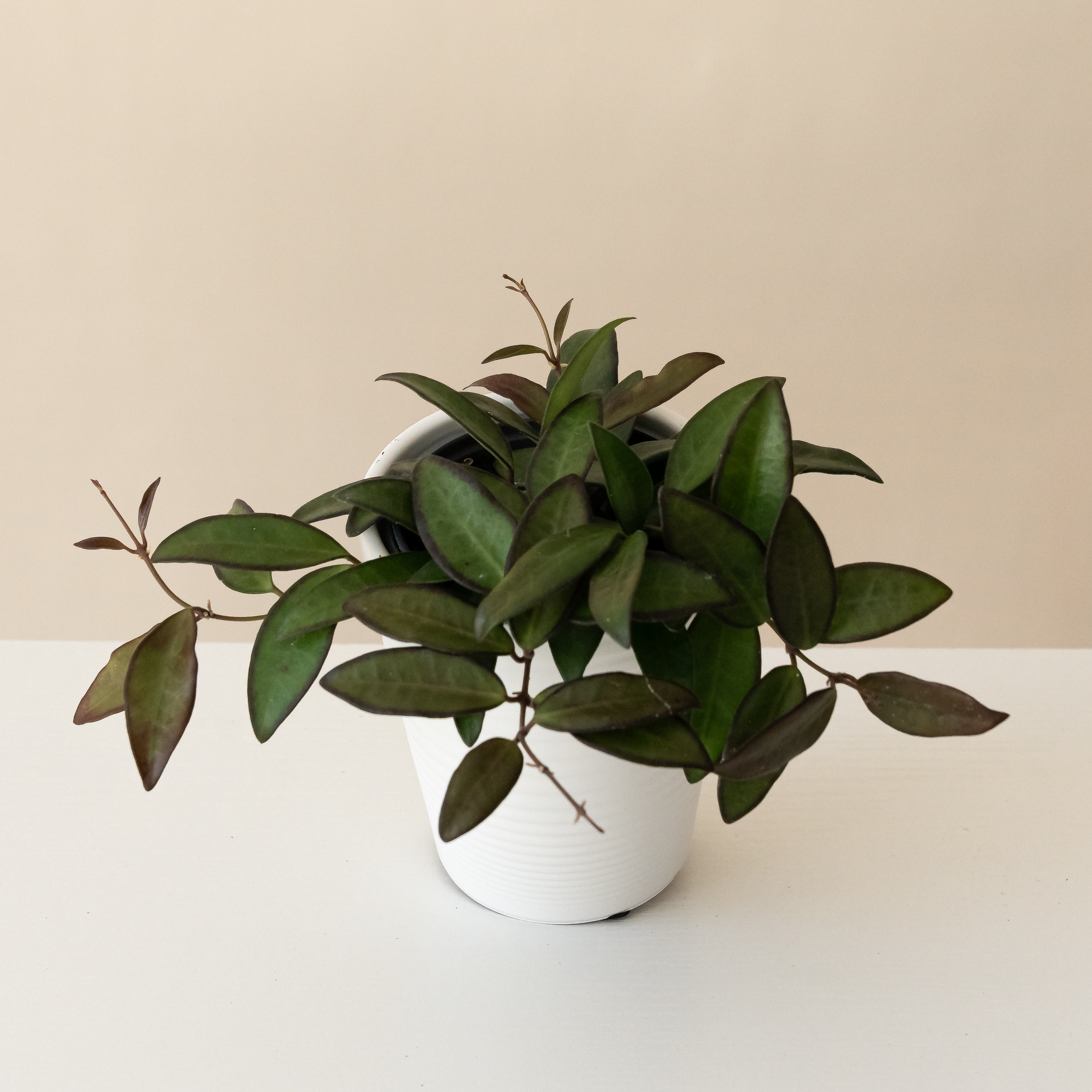Endless Cascades® Adrift™ live houseplant product image 1